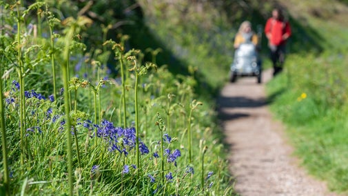 Bluebells and ferns blossom in the foreground as a couple, with one using a mobility aid to navigate the path.